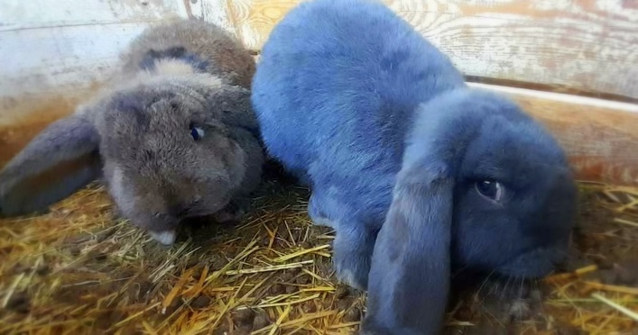 samica, samec, králik, baran - 3