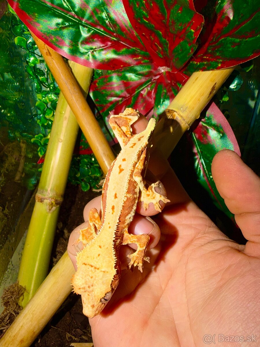 Terárium + Pagekon riasnatý - 3