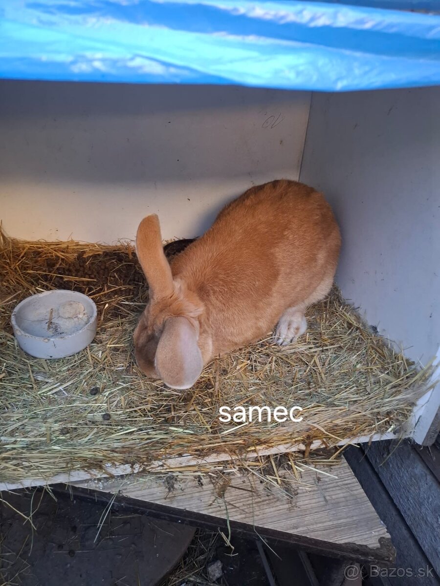 Predám mladej zajace - 3