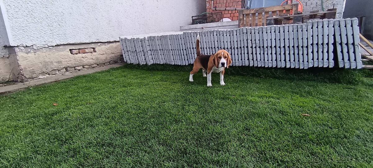 Beagle - 3