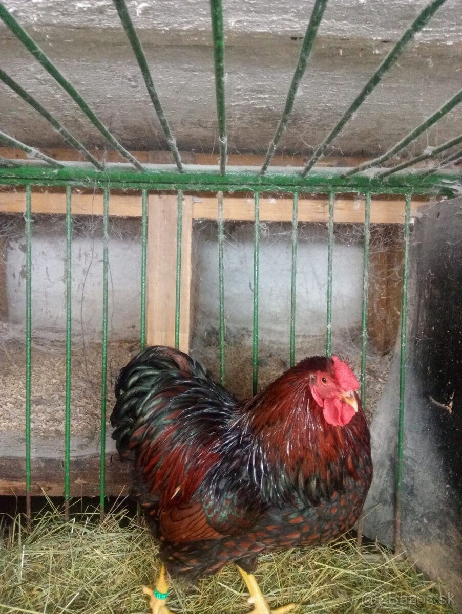 Predam Wyandotky - 3