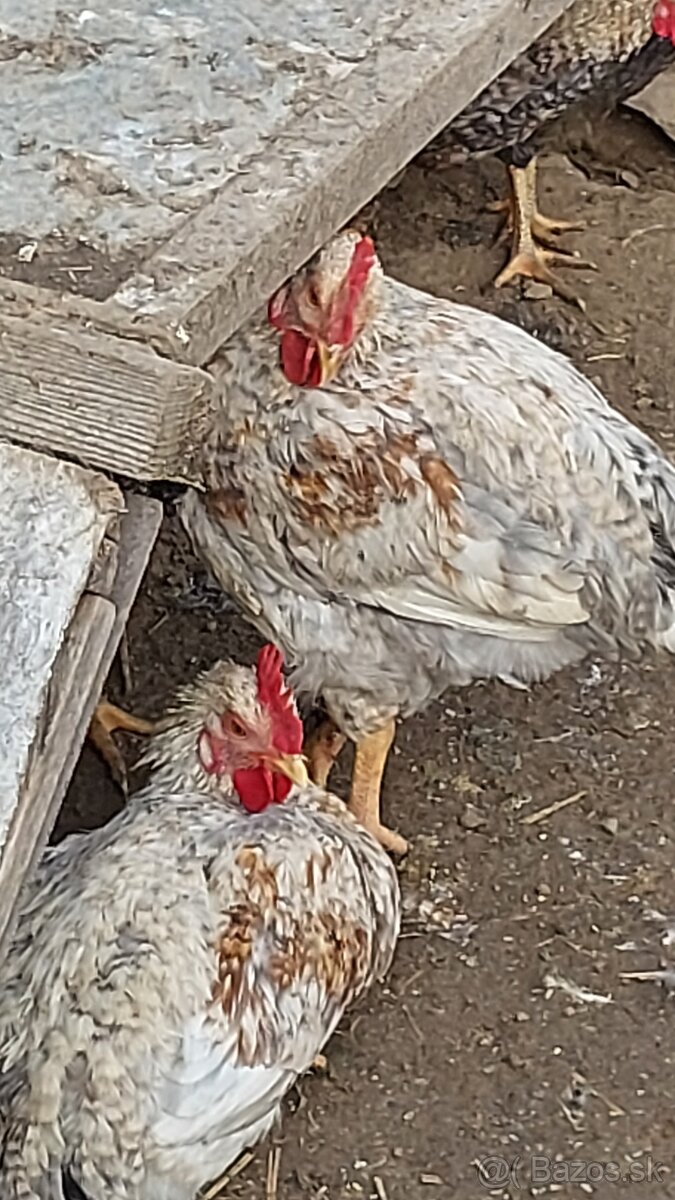 Predám kohútov Green shell. - 3