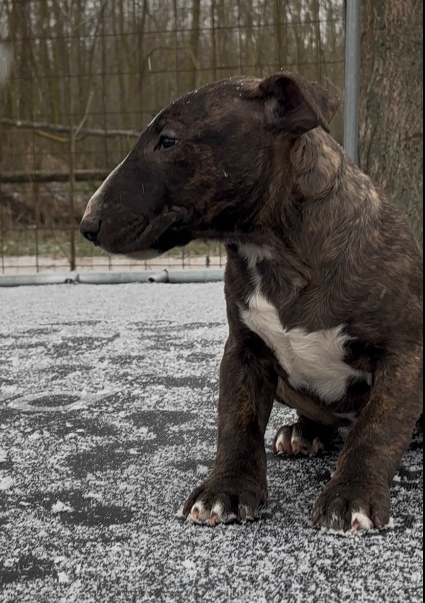 Mini bullterrier - 3