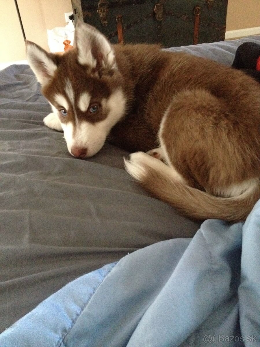 Sibirský husky Sučka s PP - 3