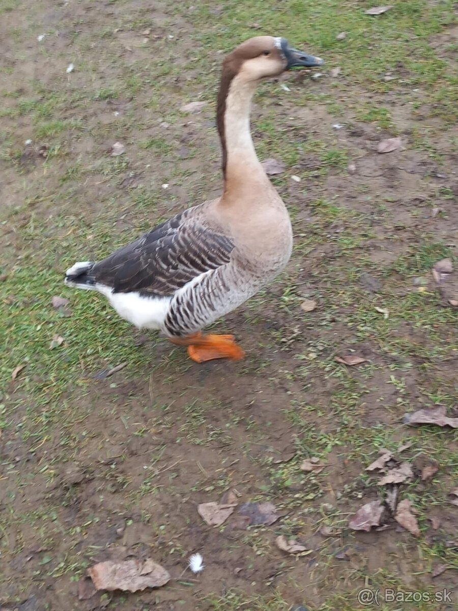 Predam alebo vymením hus - 3