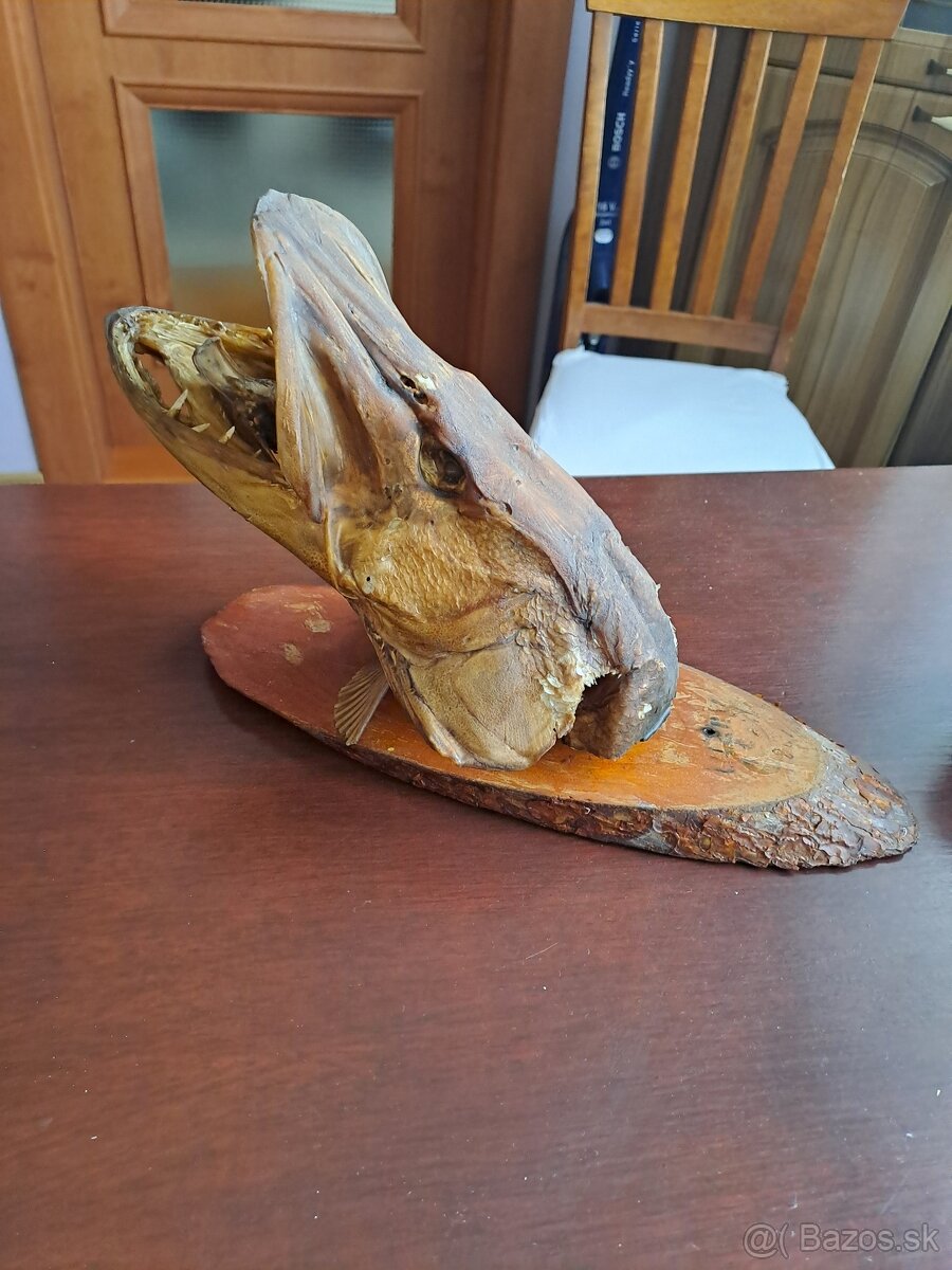 preparovaná šťuka - 3