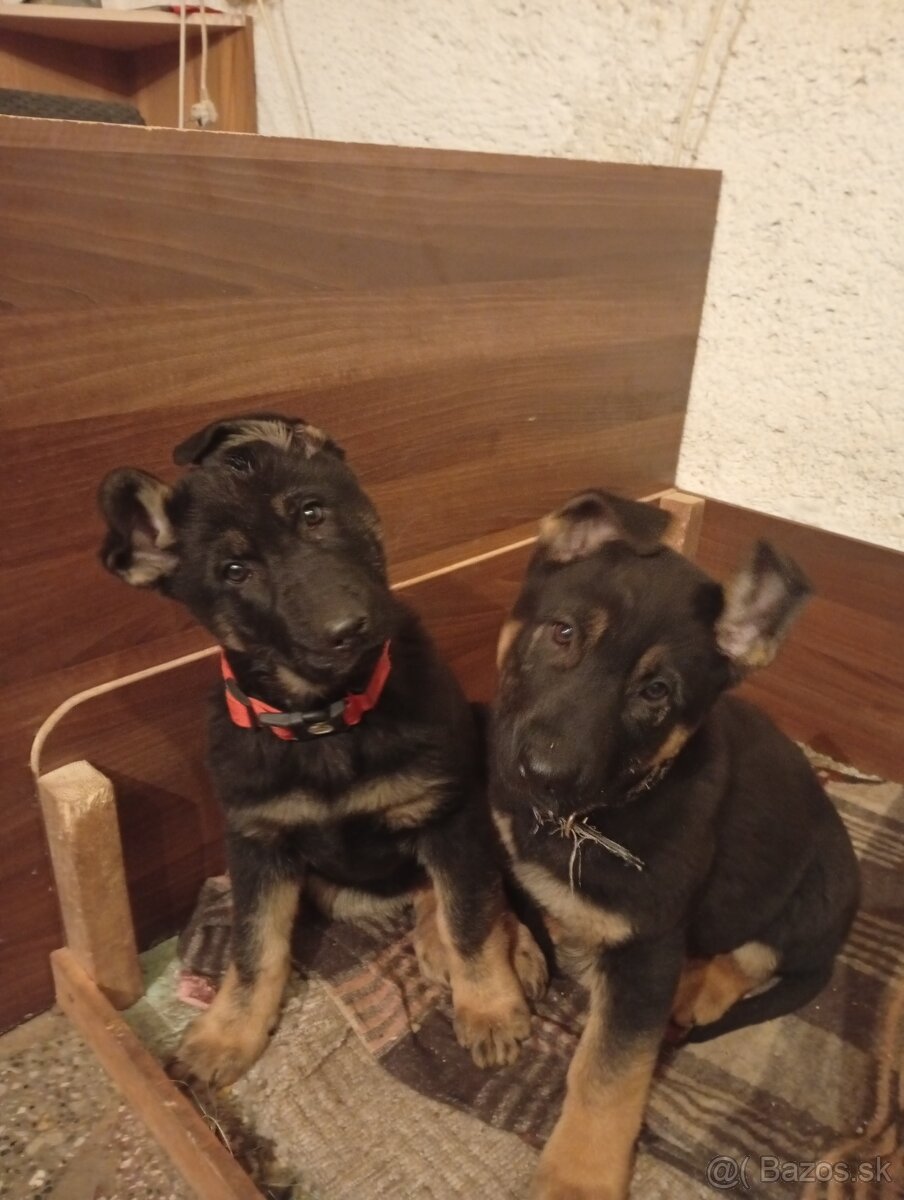 Nemecký ovčiak - 3