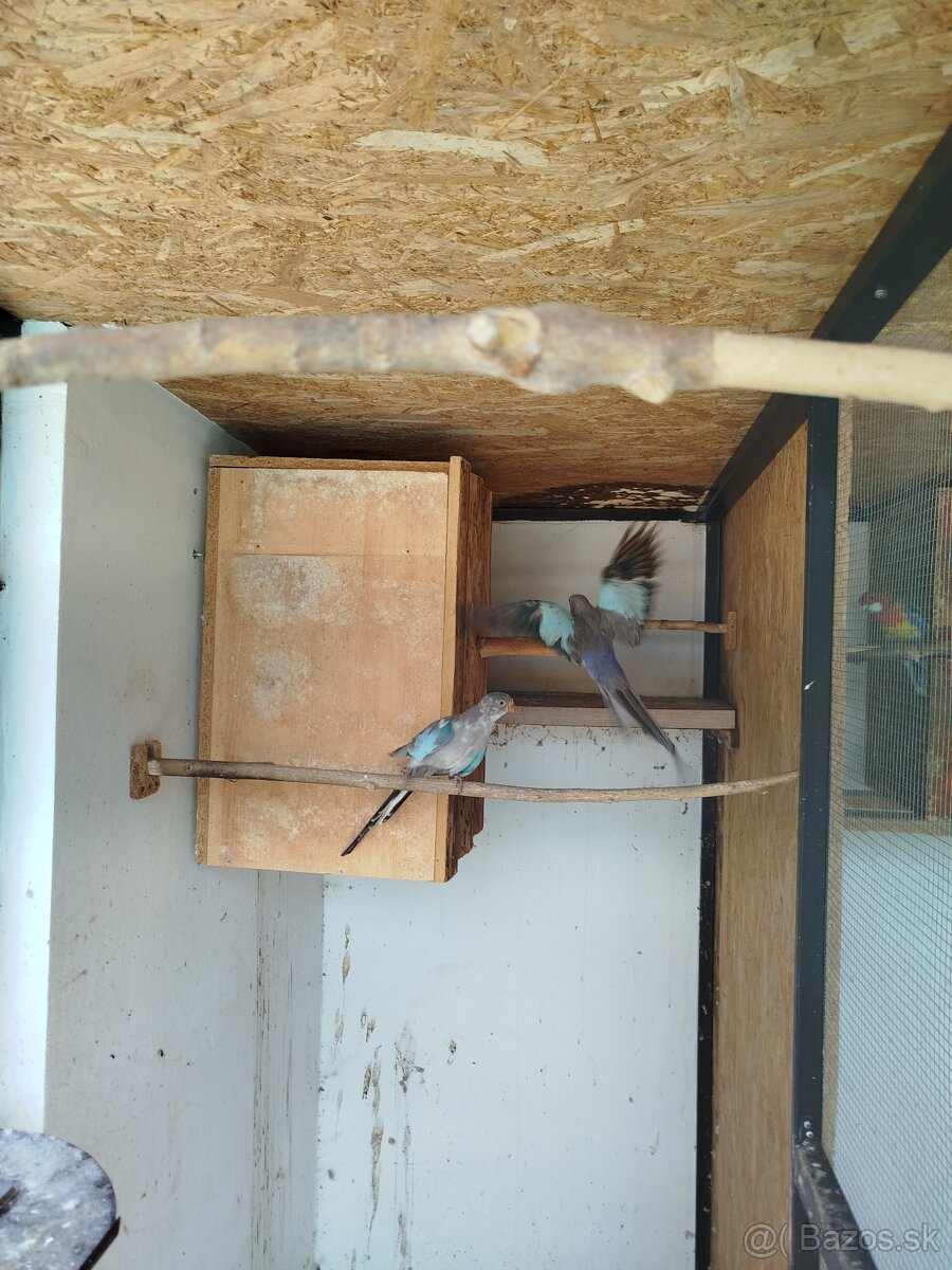 Papagaj alexandrin modrý - 3