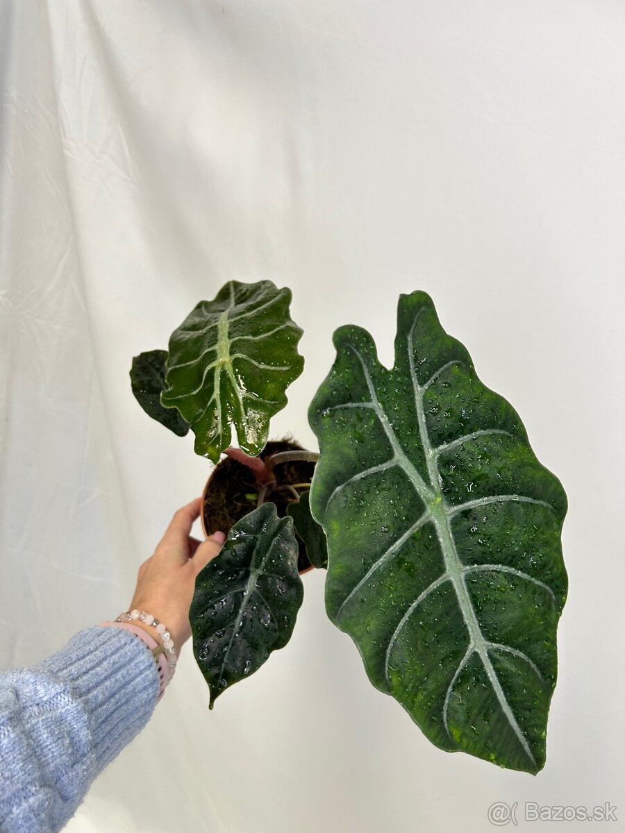 Alocasia chantrieri - 3