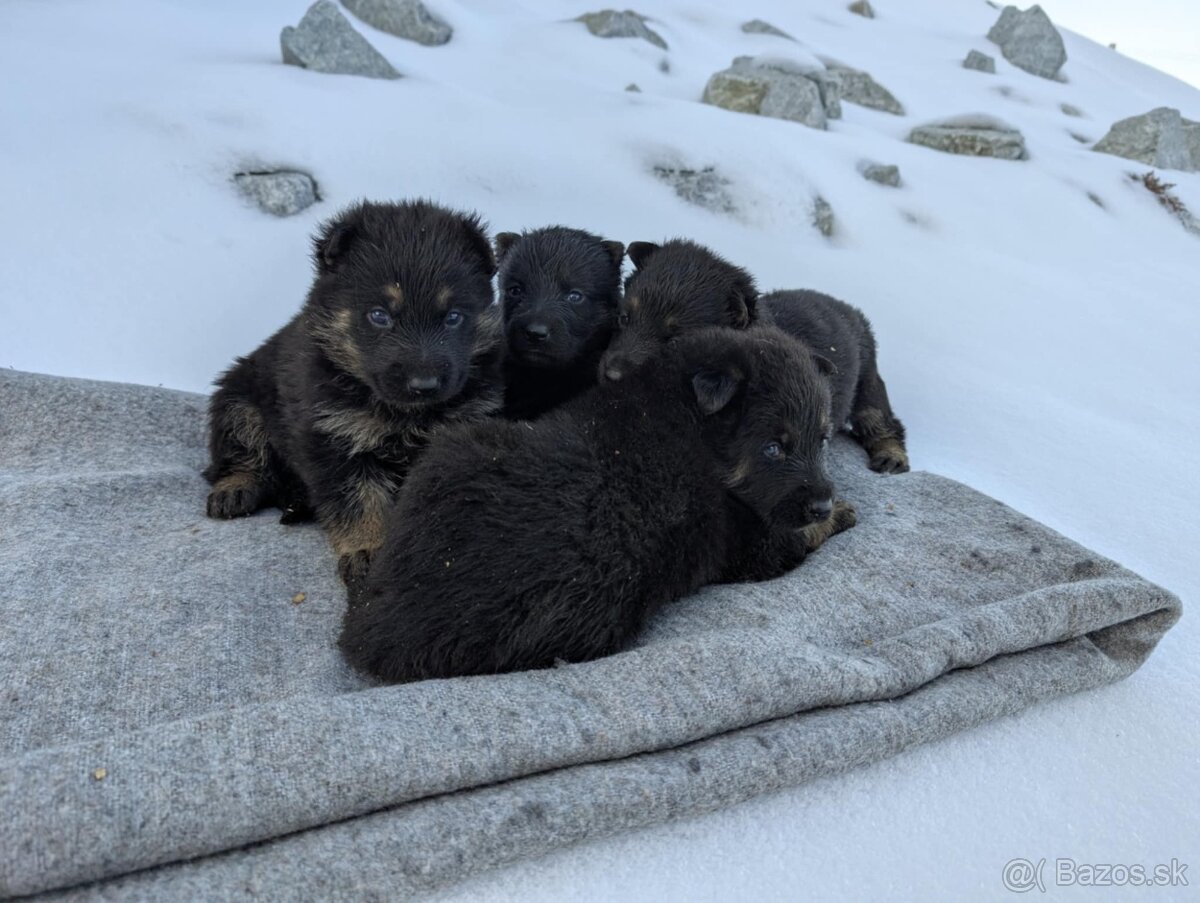 Nemecky ovčiak steniatka - 3