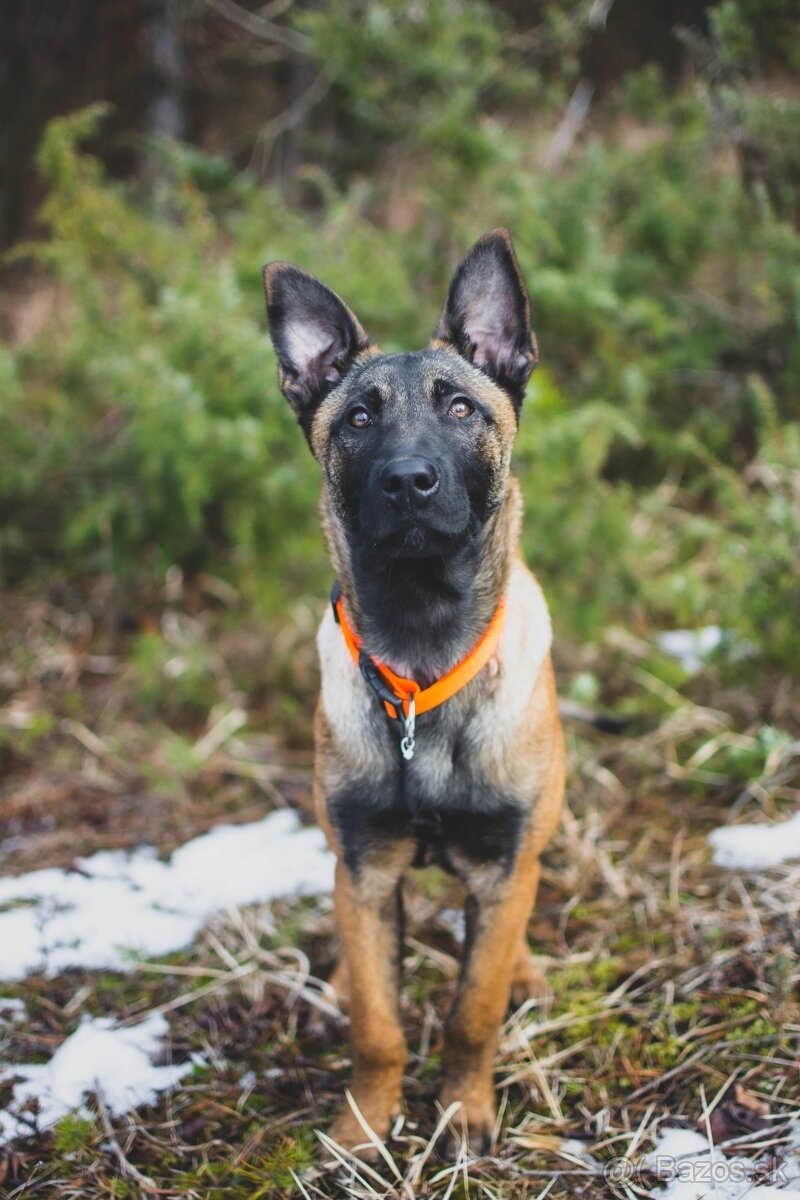 Belgický ovčiak - malinois sučka s PP - 3