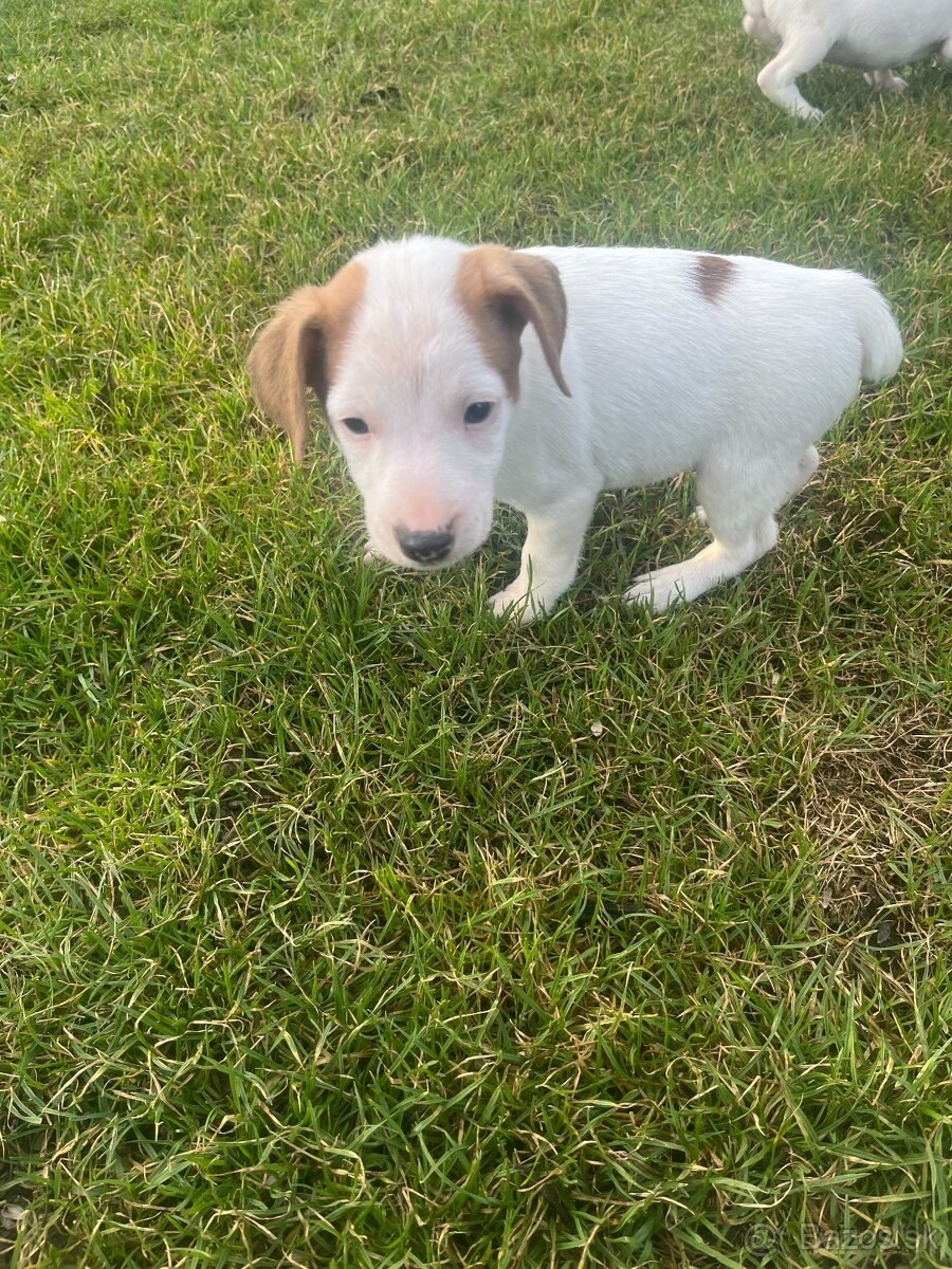 šteniatka Jack Russell teriér - 3