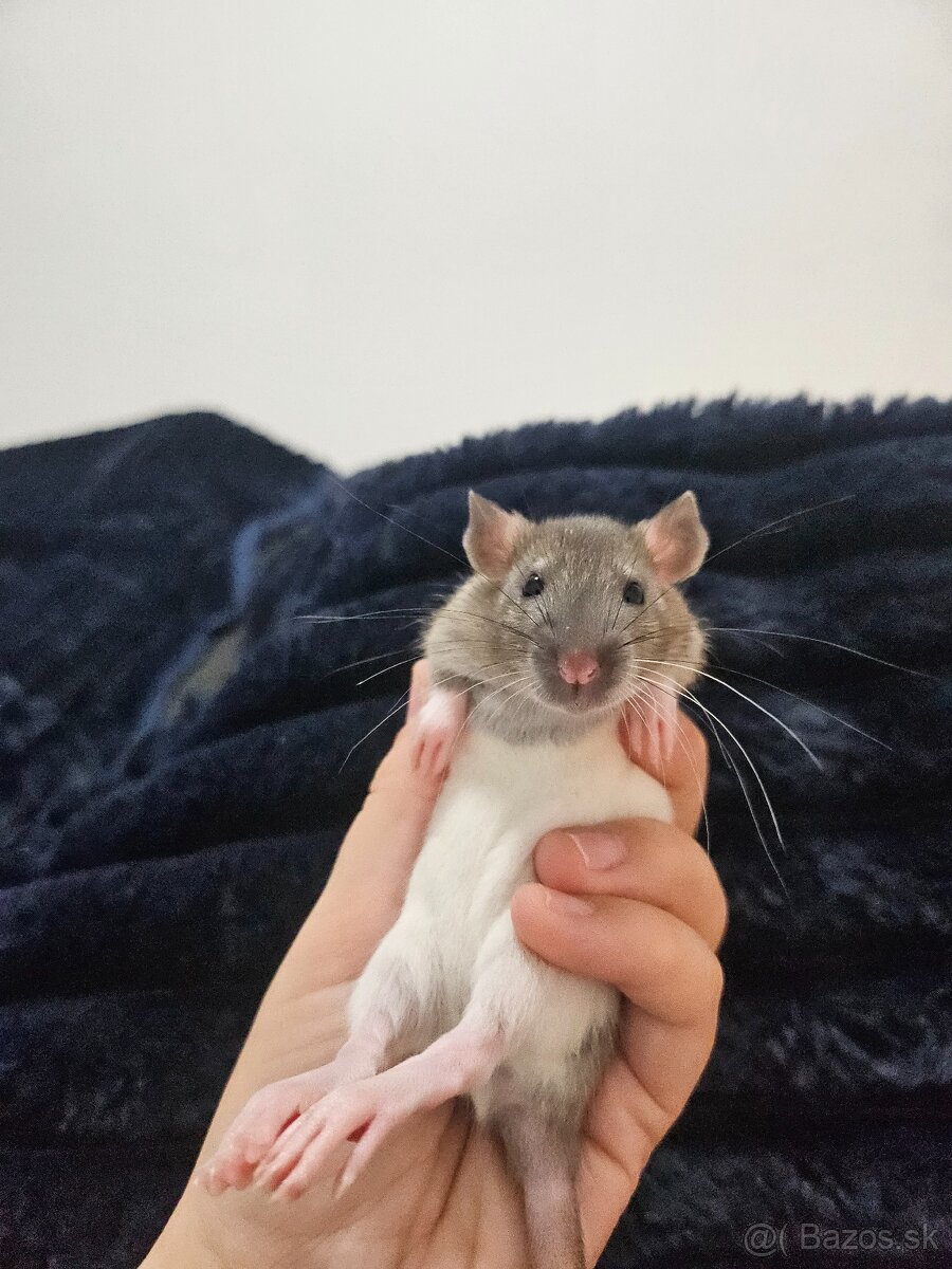 Darujem potkaníky - 3