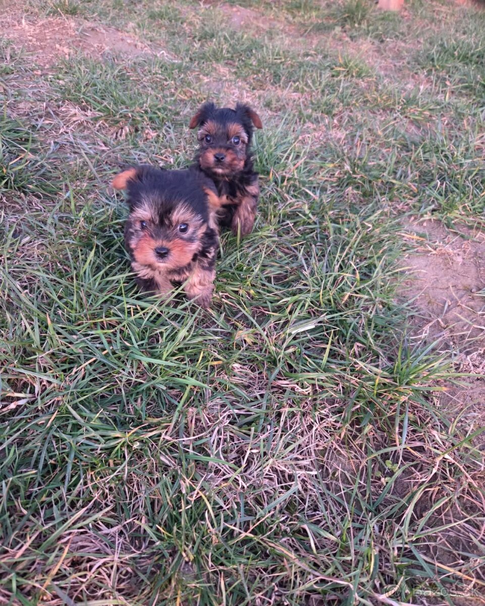 Yorkshirsky terier - 3