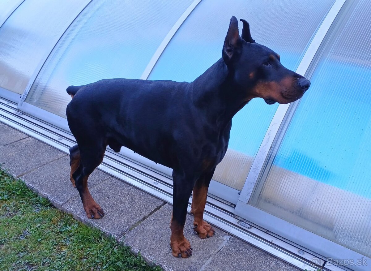 Doberman šteniatka - 3