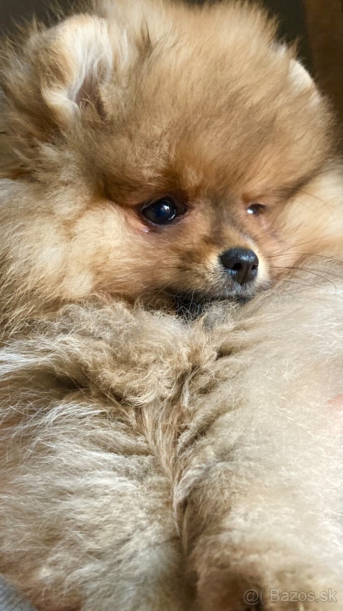 Pomeranian s PP FCI - 3