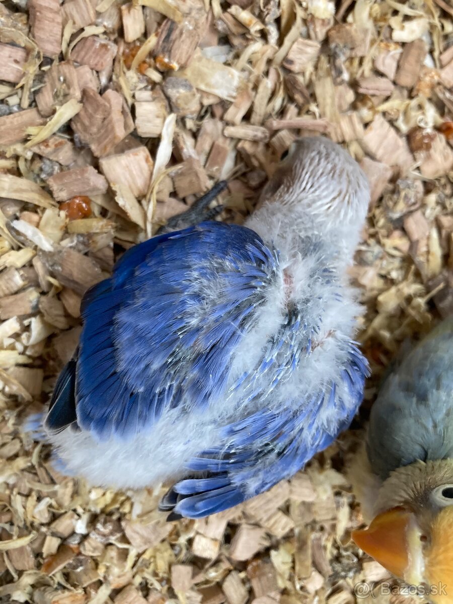 Rucne dokrmovane agapornisy fischer opalin tyrkys - 3