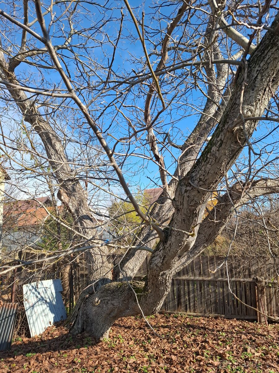 Predám strom orech - 3