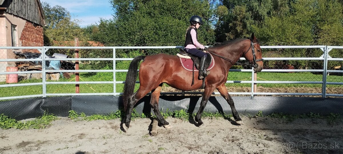 Predám/ vymením 10r kobylu na rekreaciu - 3