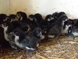 Predám kuriatka Australorpky čiernej - 3