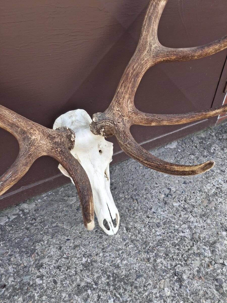 Trofej, parožie, zhody - 3