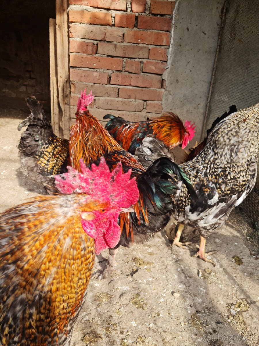 Predám kohútov - 3