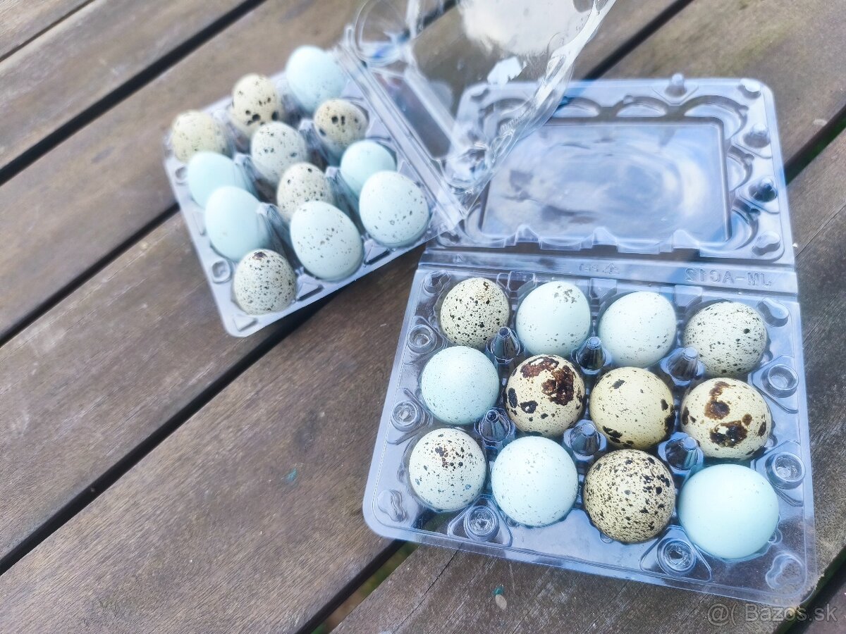Prepelice sliepky celadon + jumbo - 3