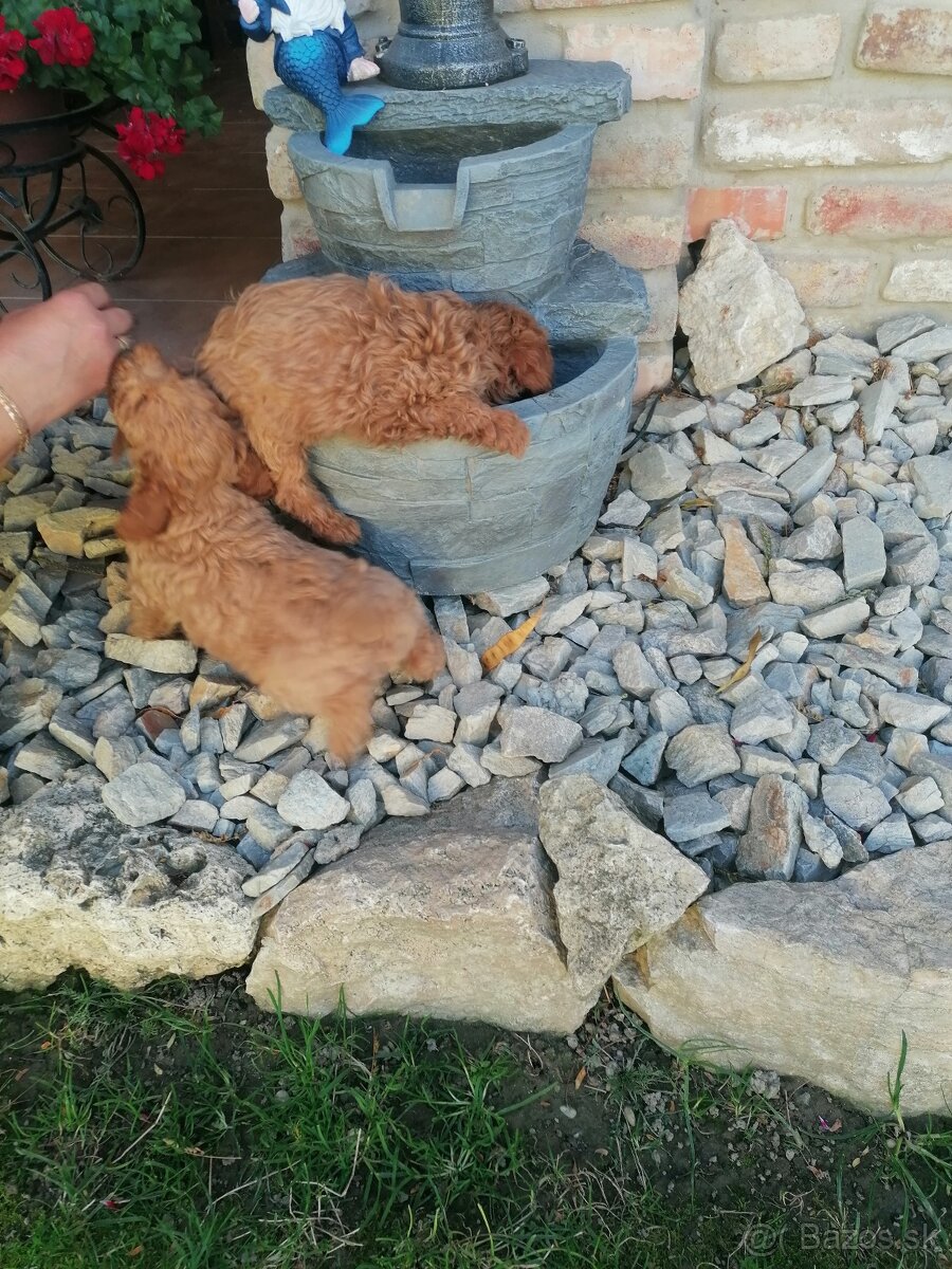Predam stenata pudel maly - 3