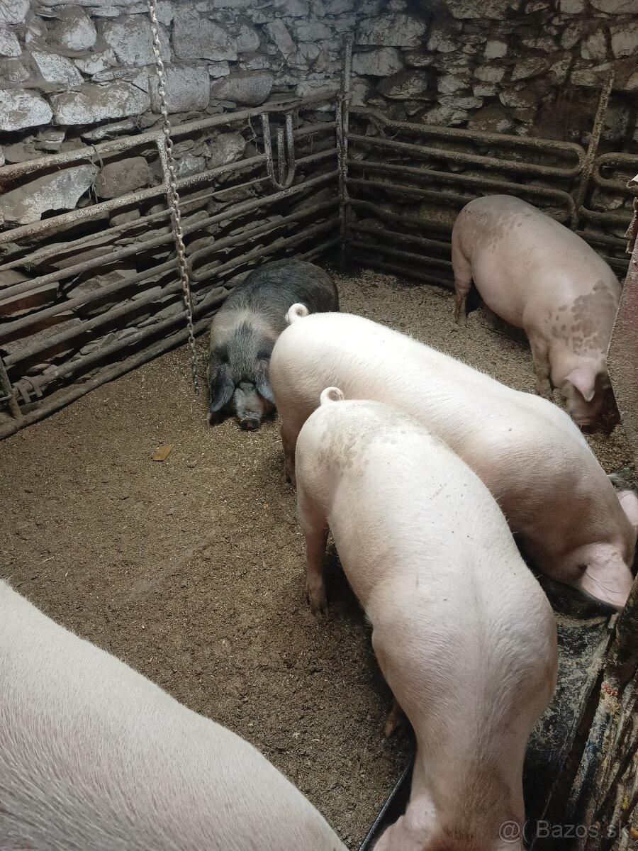 Prasce na predaj - 3