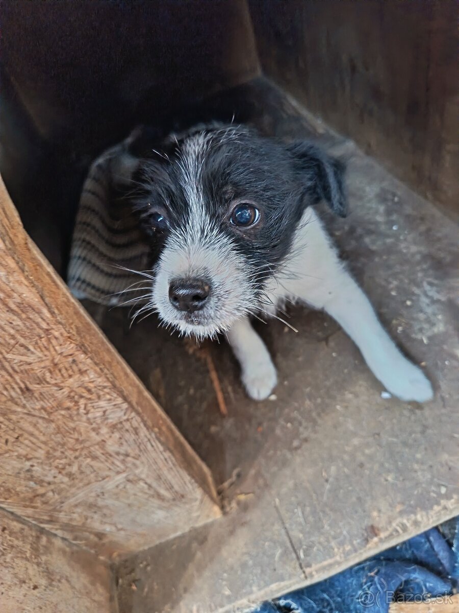 Kríženec Teriér Jacka Russella - 3