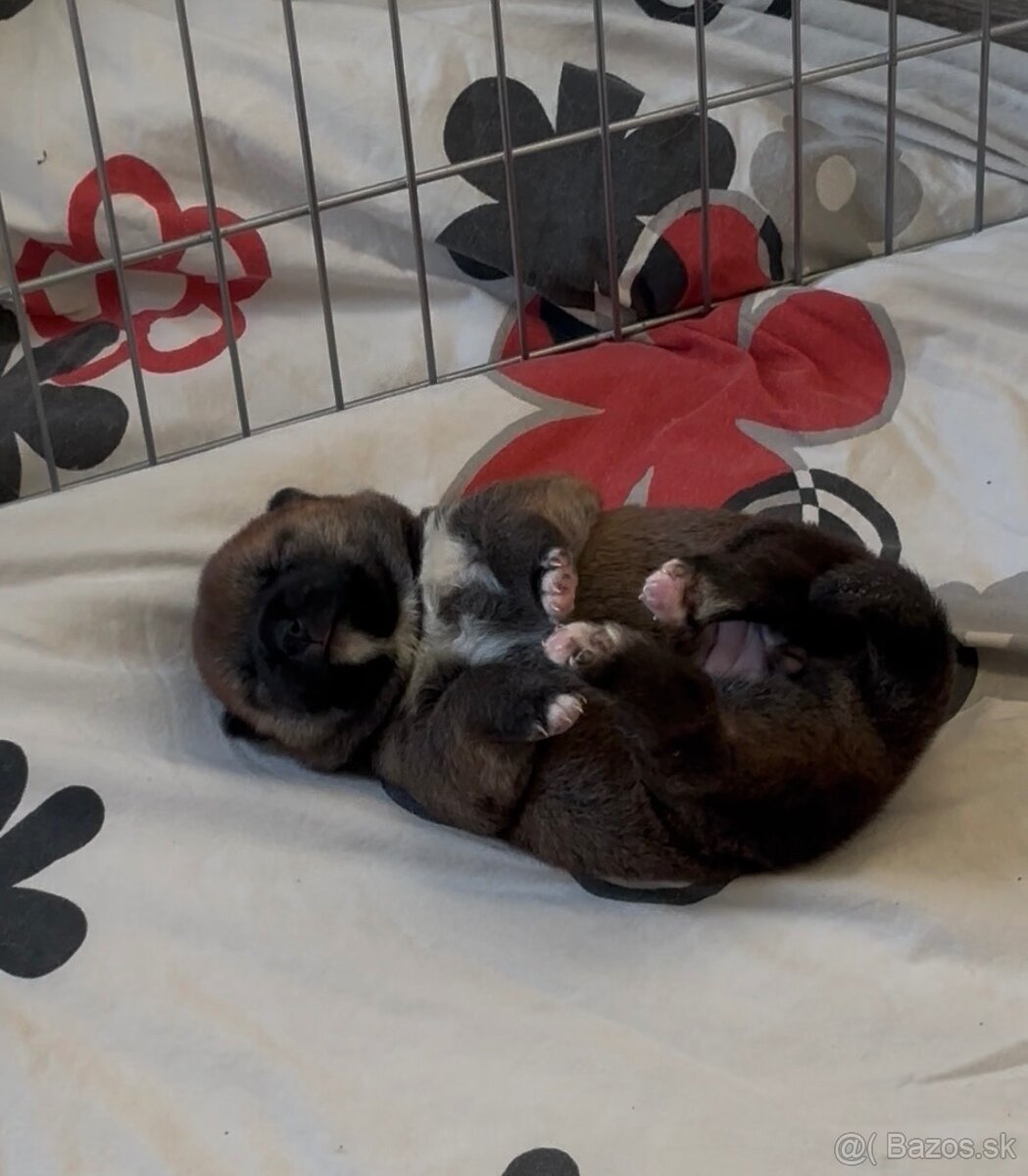 Shiba Inu ICHIMEI - 3