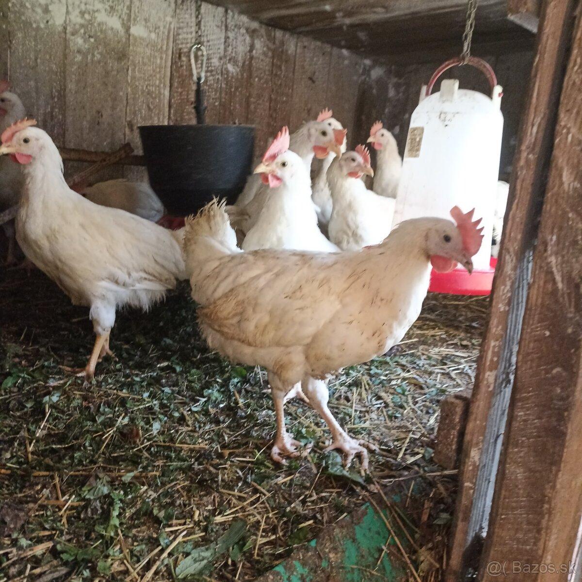 Ponúkame kohúty - 3