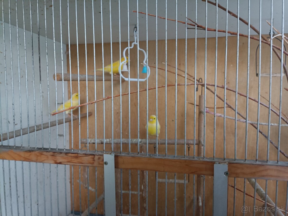Predám mladých Kanárov - 3