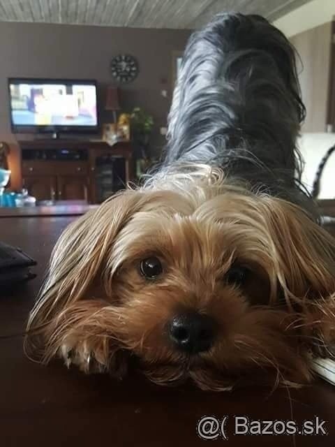 Yorksir teriér šteniatka - 3