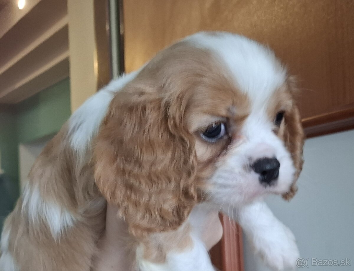 Predám Cavalier King Spaniel - 3