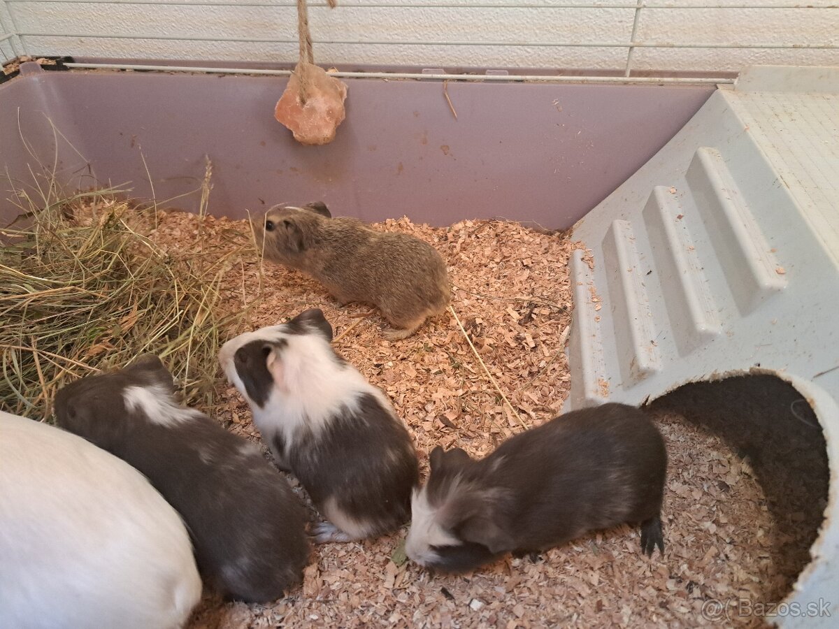 Predám morčatá - 3