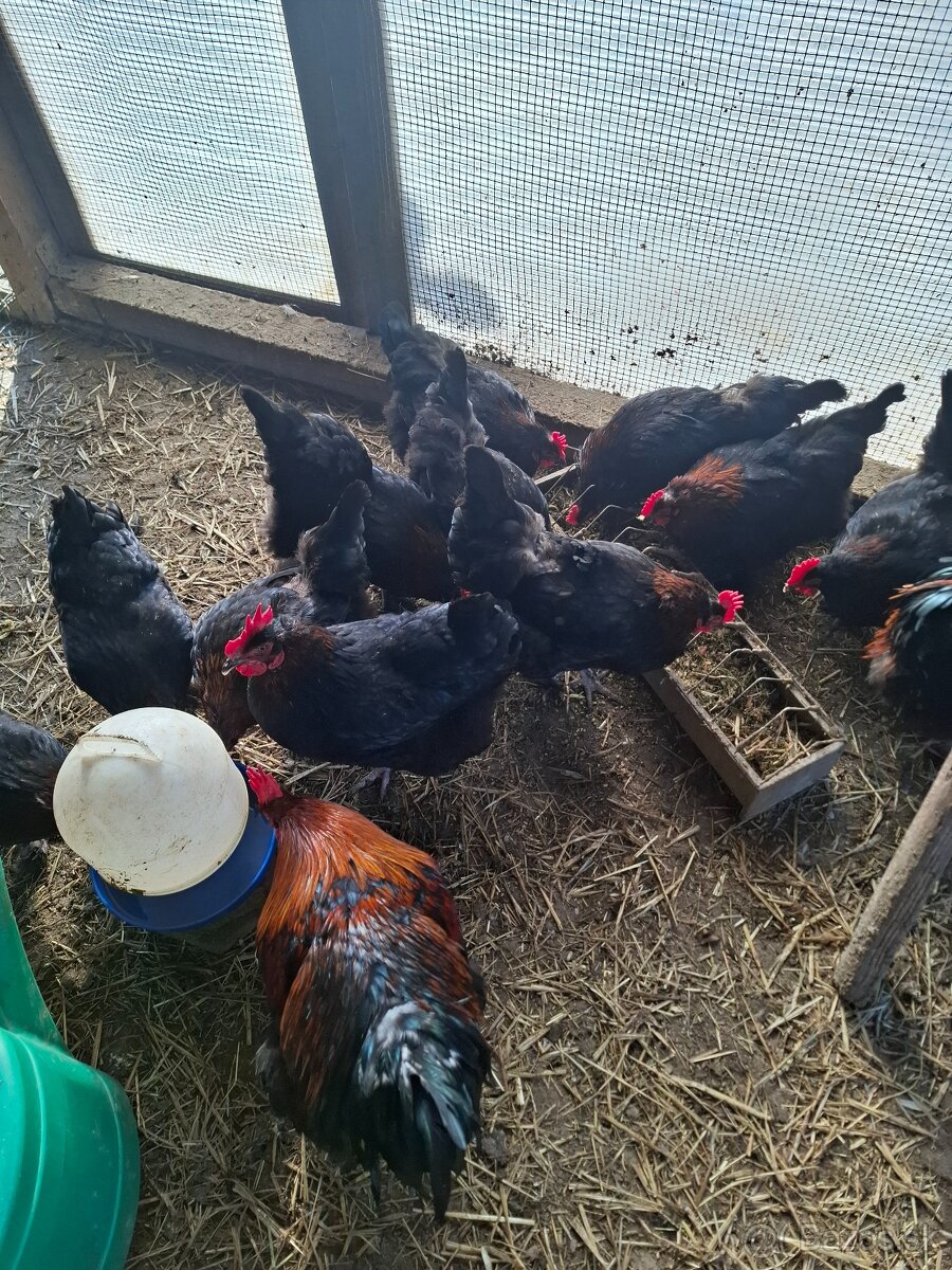 Australorpka ciernaNV - 3