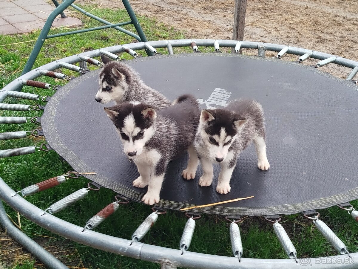SIBÍRSKY HUSKY - 3