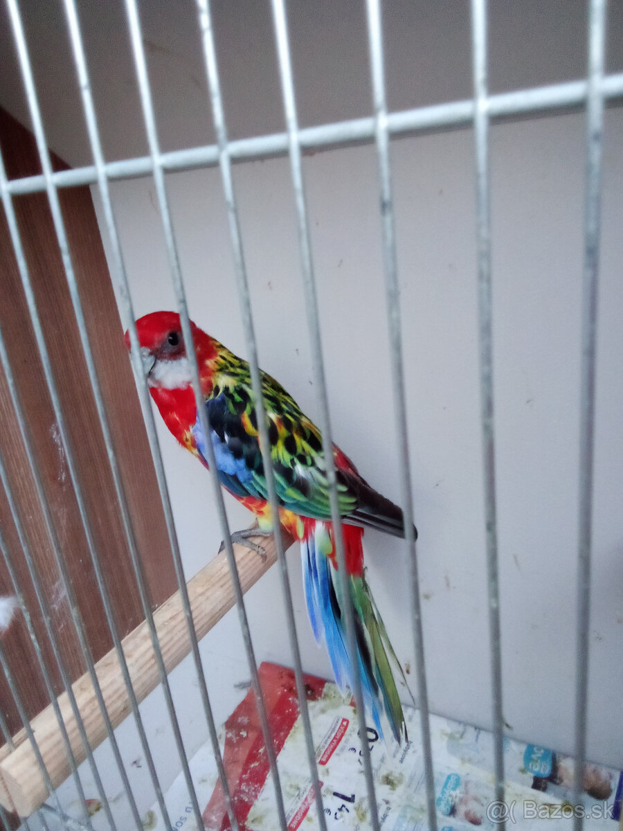 Rozela pestrá - krúžkovaná - 3