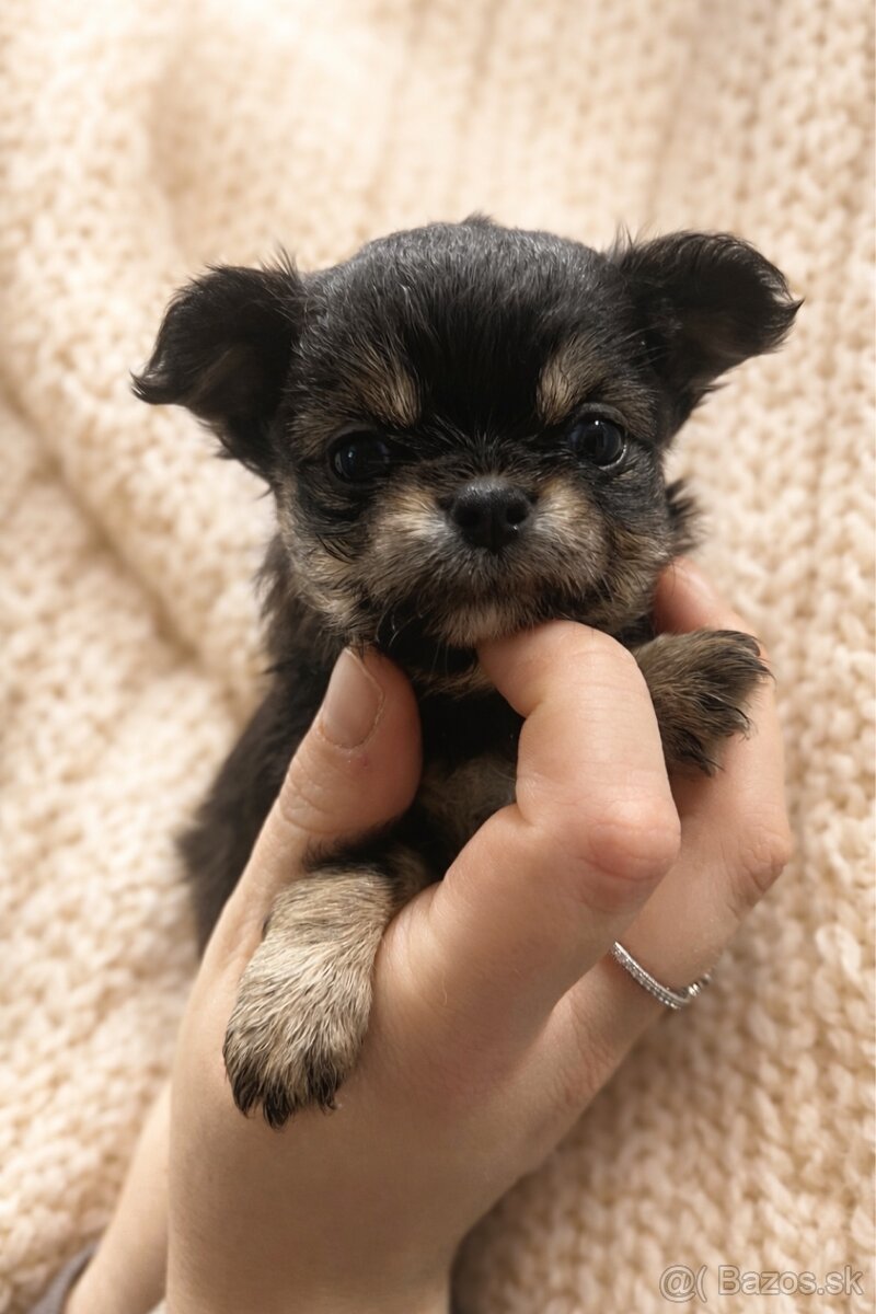 Čivava šteniatka s PP ( Psik a fenka ) - 3