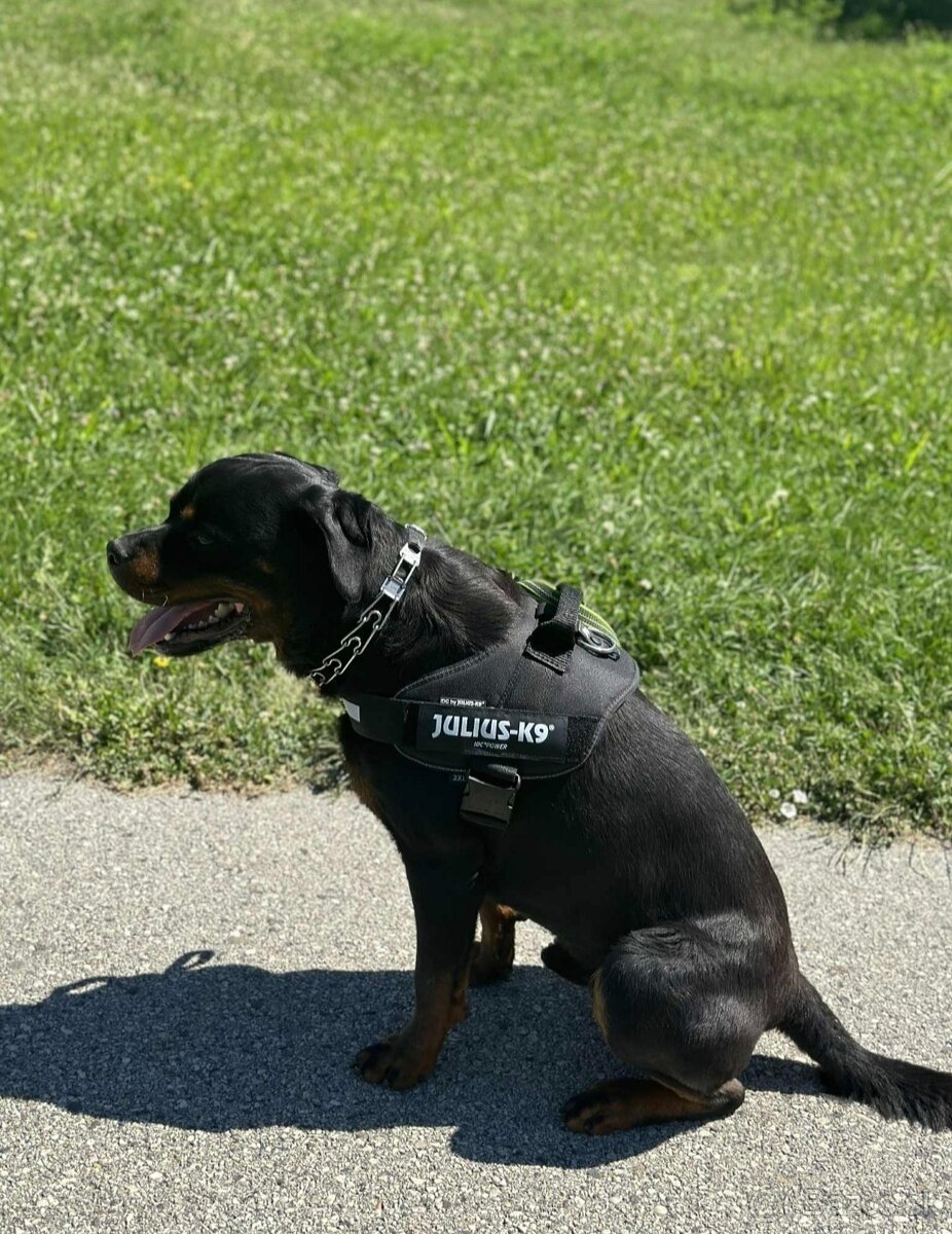 Rotvajler s PP na krytie - 3