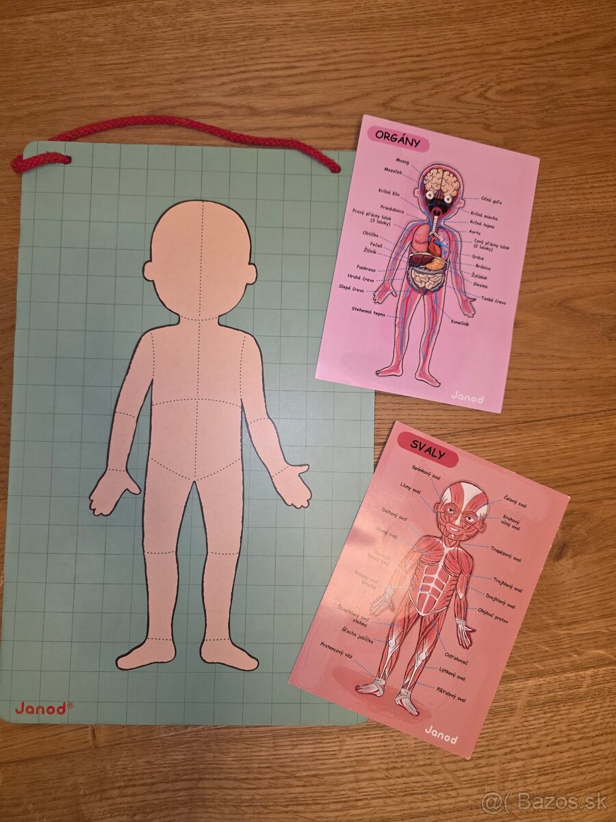 Ludske telo - magneticka tabula - 3