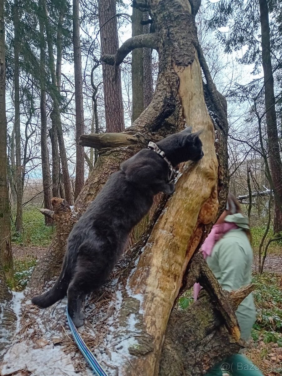 Darujem kocúrika - 3