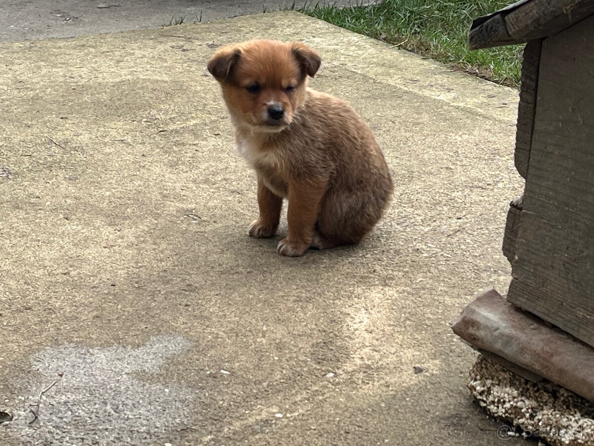 Darujem šteňatá - 3