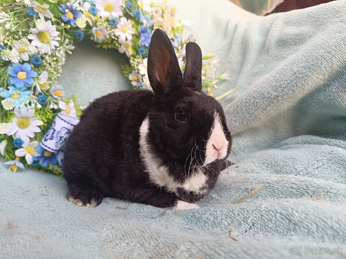 Zakrslý rex - samček čierny s bielou HK - 3