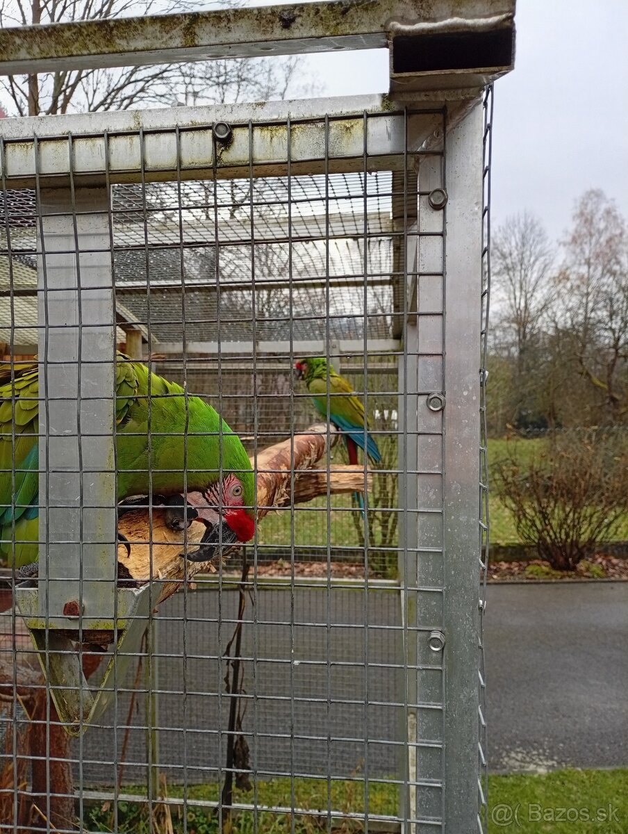 Ara Militaris Mexikana - 3