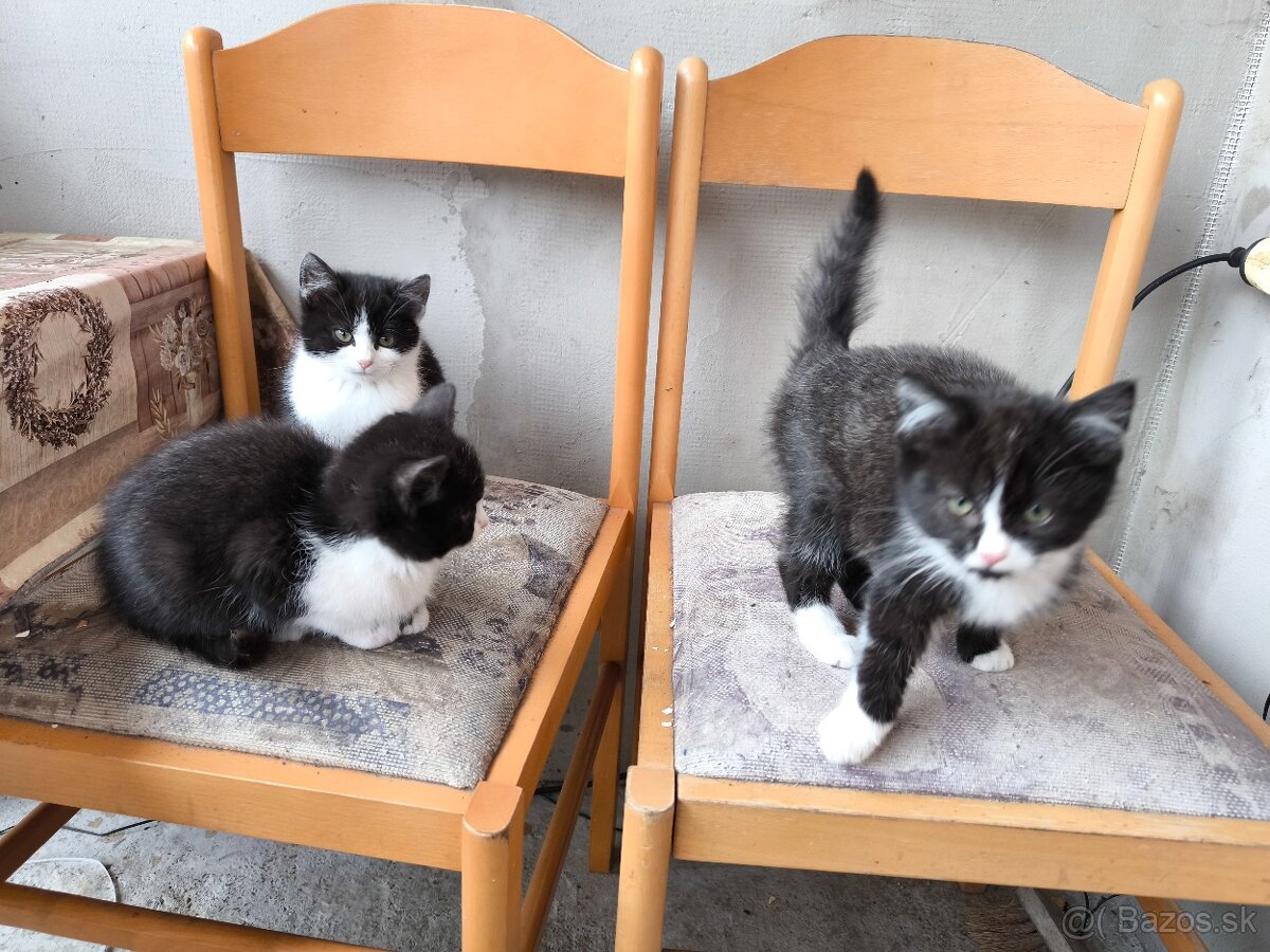 Darujem mačiatka - 3