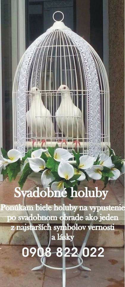 Biele svadobné holuby 2026 - 3