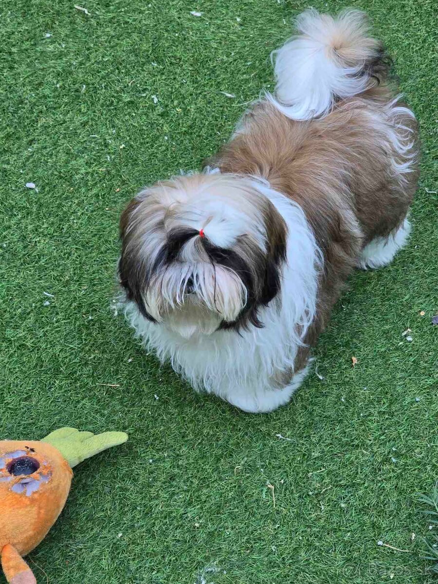 Predám šteniatka Shi tzu - 3