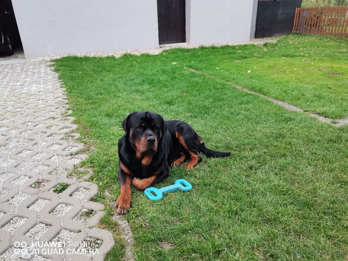 Rottweiler na krytie - 3